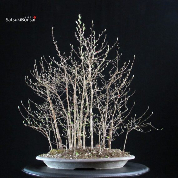 Stewartia Monadelpha - Himeshara - immagine 3