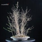 Stewartia Monadelpha - Himeshara - immagine 4