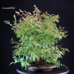 Stewartia Monadelpha - Himeshara - immagine 2
