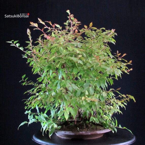 Stewartia Monadelpha - Himeshara - immagine 2