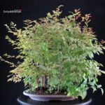 Stewartia Monadelpha - Himeshara - immagine 3