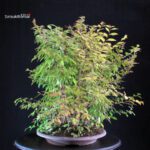 Stewartia Monadelpha - Himeshara - immagine 4