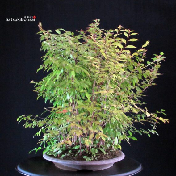 Stewartia Monadelpha - Himeshara - immagine 4