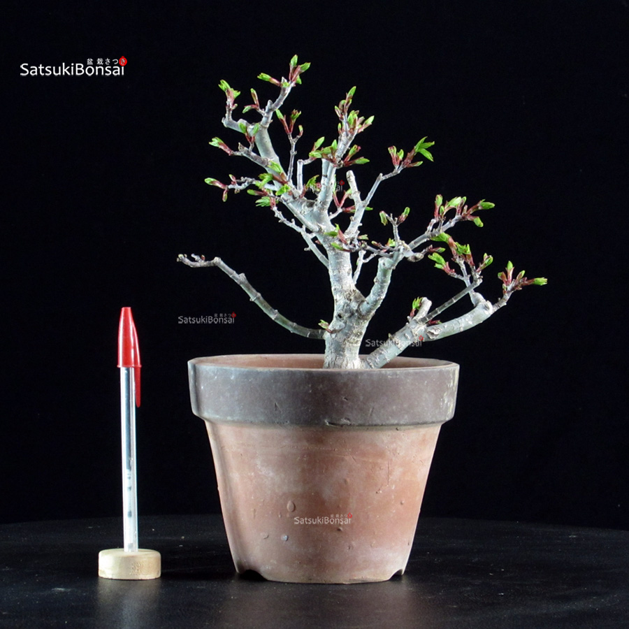 6426_1-Acer-palmatum-Shishigashira Acero palmato Shishigashira - immagine 1