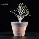 Acero palmato Shishigashira - immagine 2