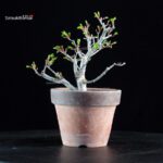 Acero palmato Shishigashira - immagine 3