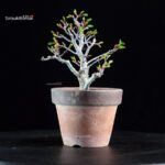 Acero palmato Shishigashira - immagine 4