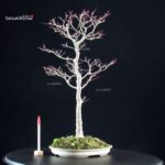 Acero palmato Yamamomiji