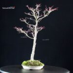 Acero palmato Yamamomiji - immagine 2