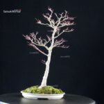 Acero palmato Yamamomiji - immagine 3