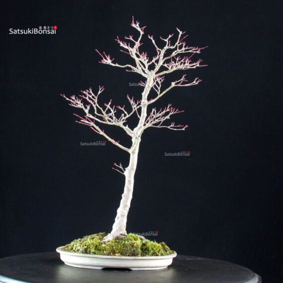 Acero palmato Yamamomiji - immagine 3