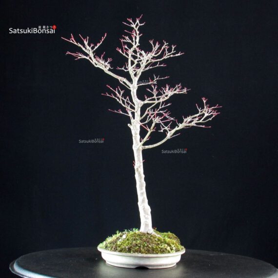 Acero palmato Yamamomiji - immagine 4