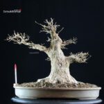 Acer Buergerianum - Kaede VENDUTO