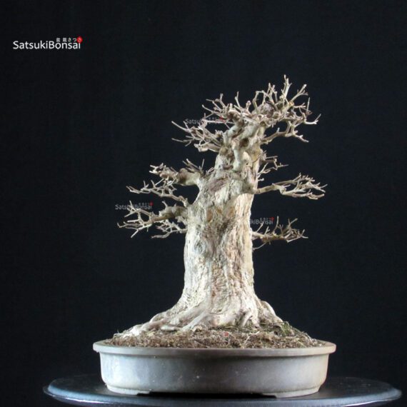 Acer Buergerianum - Kaede VENDUTO - immagine 2