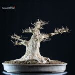 Acer Buergerianum - Kaede VENDUTO - immagine 4