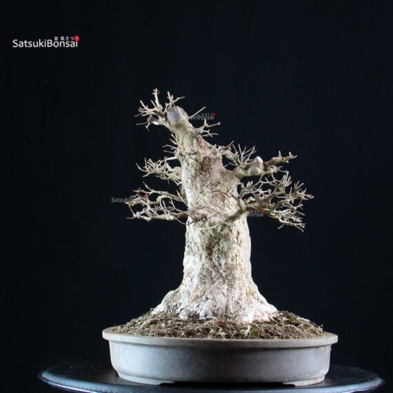 Acer Buergerianum - Kaede VENDUTO - immagine 3