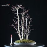 Acero palmato Yamamomiji bosco