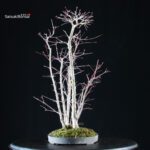 Acero palmato Yamamomiji bosco - immagine 2