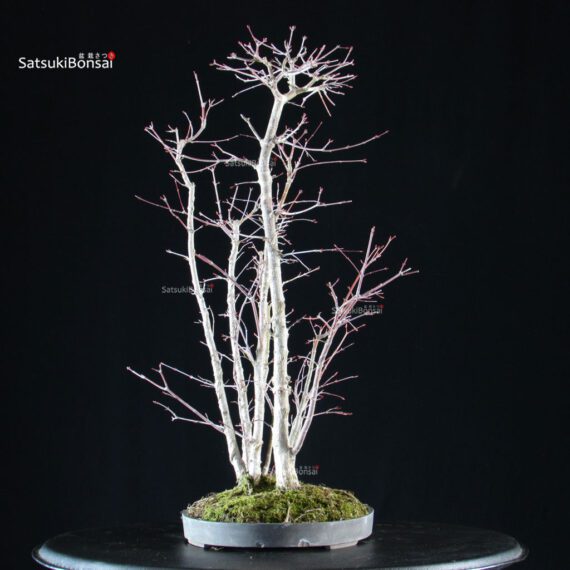 Acero palmato Yamamomiji bosco - immagine 2