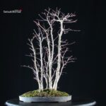 Acero palmato Yamamomiji bosco - immagine 3