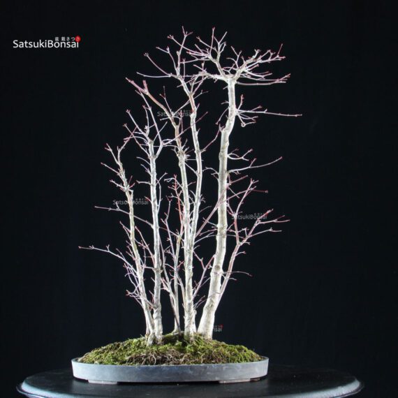 Acero palmato Yamamomiji bosco - immagine 3