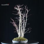 Acero palmato Yamamomiji bosco - immagine 4