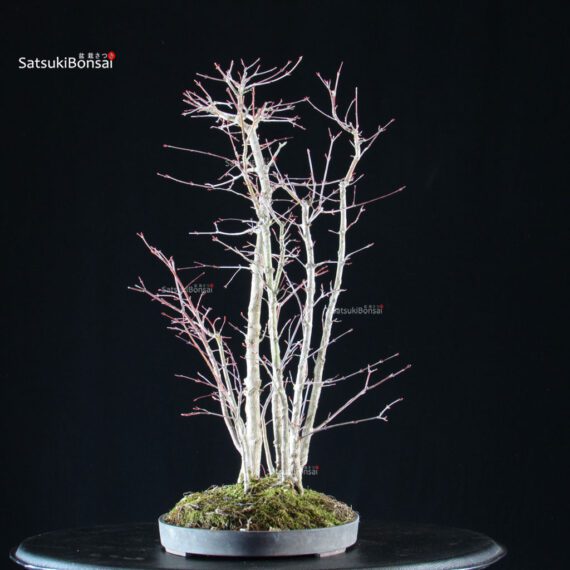 Acero palmato Yamamomiji bosco - immagine 4