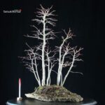 Acero palmato Yamamomiji bosco