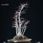 Acero palmato Yamamomiji bosco - immagine 2