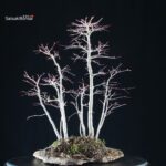 Acero palmato Yamamomiji bosco - immagine 3