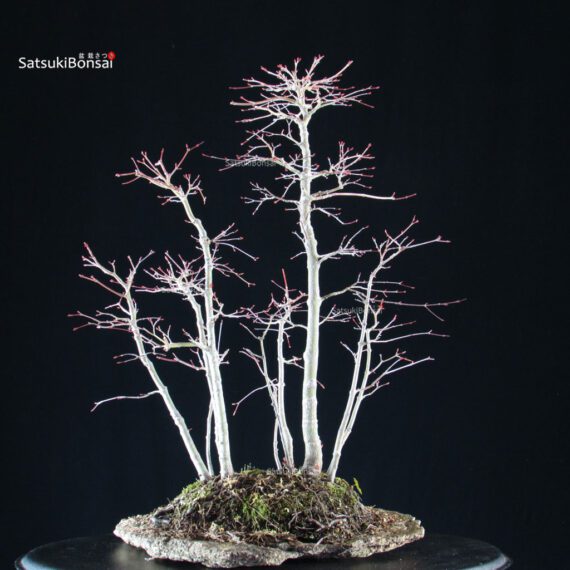 Acero palmato Yamamomiji bosco - immagine 3