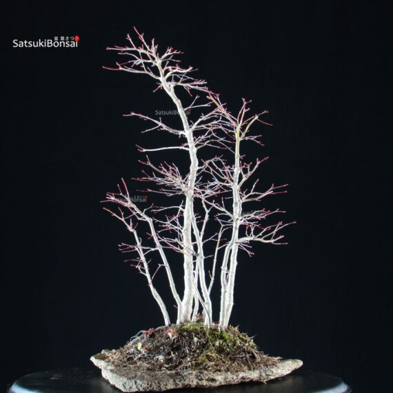 Acero palmato Yamamomiji bosco - immagine 4