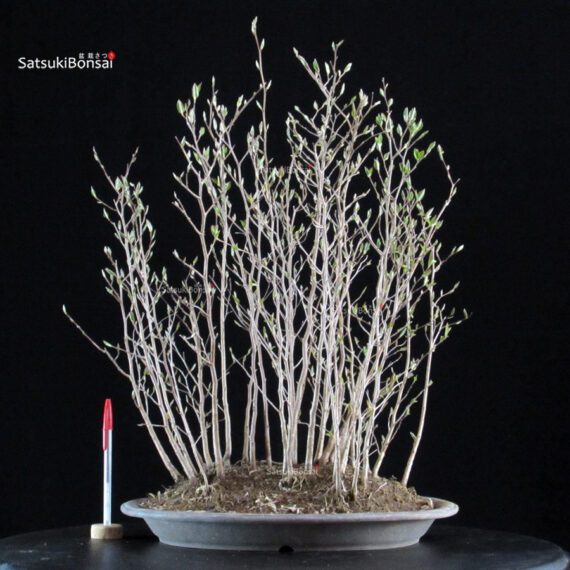 Stewartia Monadelpha - Himeshara - immagine 5