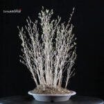 Stewartia Monadelpha - Himeshara - immagine 2