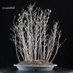 Stewartia Monadelpha - Himeshara - immagine 3