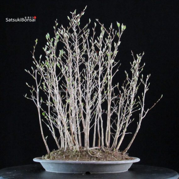 Stewartia Monadelpha - Himeshara - immagine 3