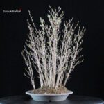 Stewartia Monadelpha - Himeshara - immagine 4