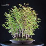 Stewartia Monadelpha - Himeshara