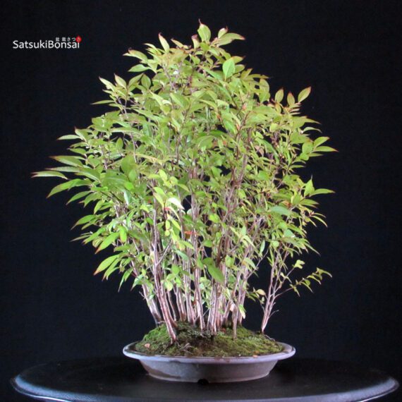 Stewartia Monadelpha - Himeshara - immagine 2