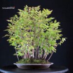 Stewartia Monadelpha - Himeshara - immagine 3