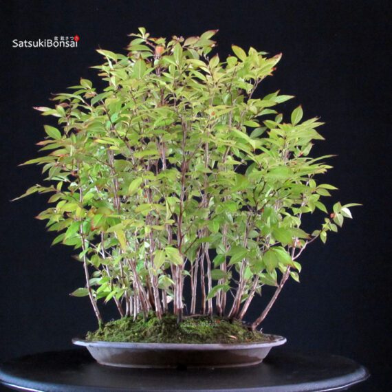 Stewartia Monadelpha - Himeshara - immagine 3