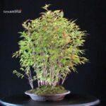 Stewartia Monadelpha - Himeshara - immagine 4
