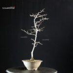 Diospyros Rhombifolia - immagine 3