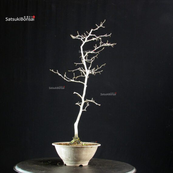 Diospyros Rhombifolia - immagine 3