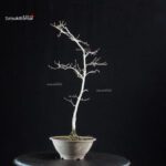 Diospyros Rhombifolia - immagine 4