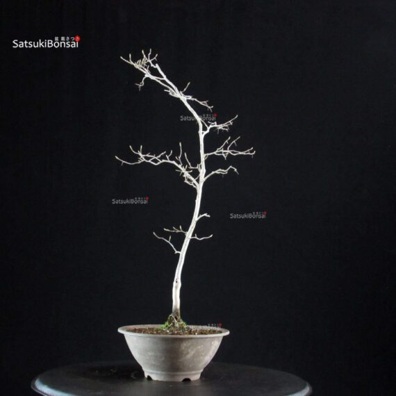 Diospyros Rhombifolia - immagine 4