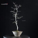 Diospyros Rhombifolia - immagine 5