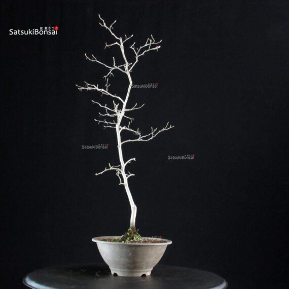 Diospyros Rhombifolia - immagine 5