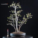 Pseudocydonia Sinensis