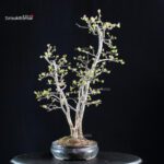 Pseudocydonia Sinensis - immagine 4